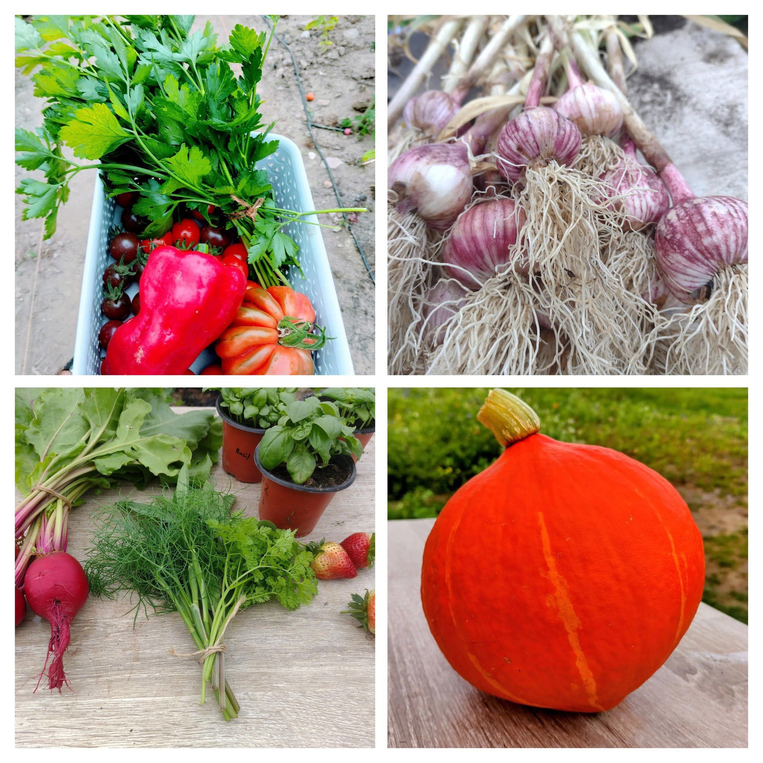 Small Summer Salad & Seasonal Harvest
