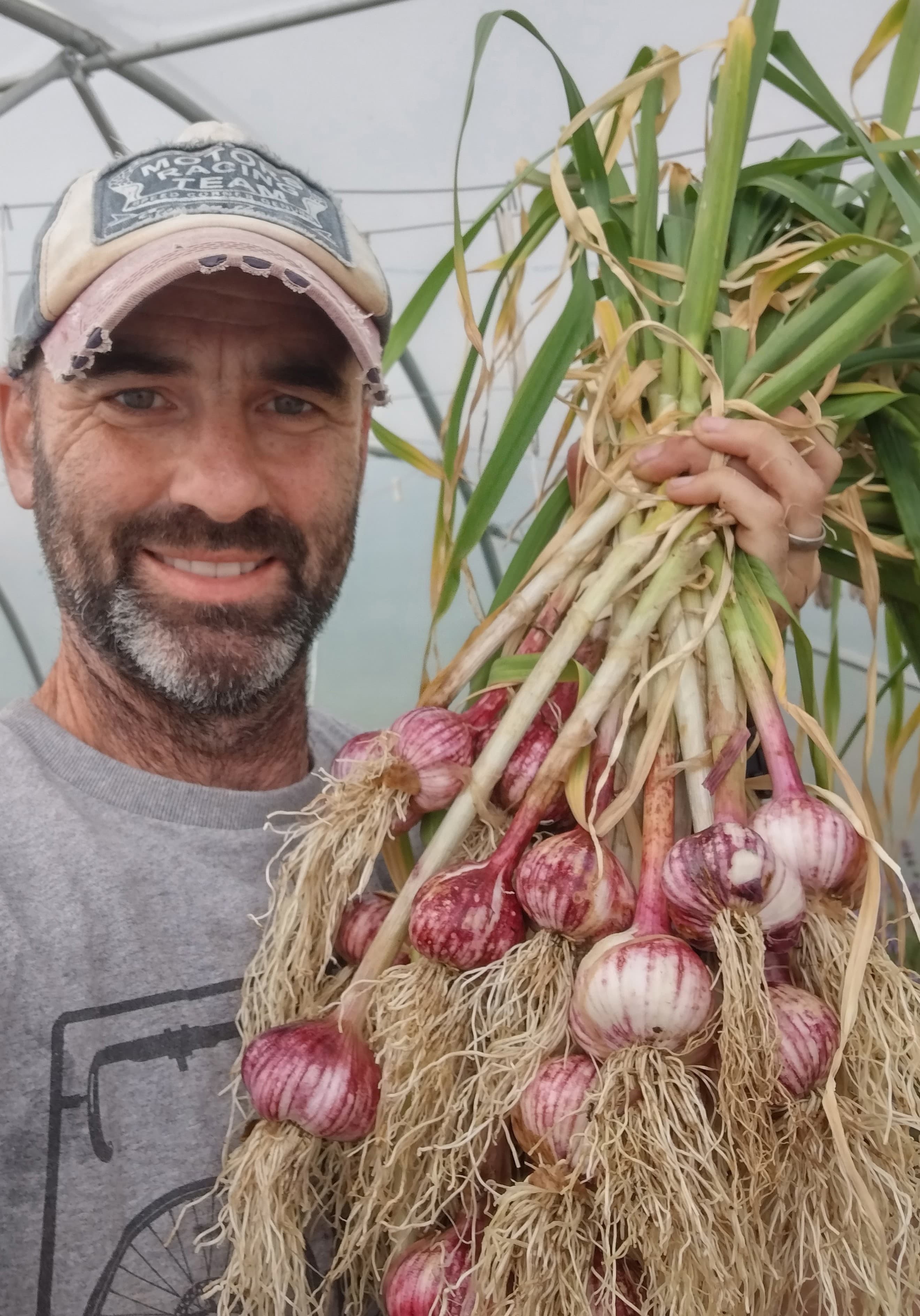 Garlic, fresh premium primor