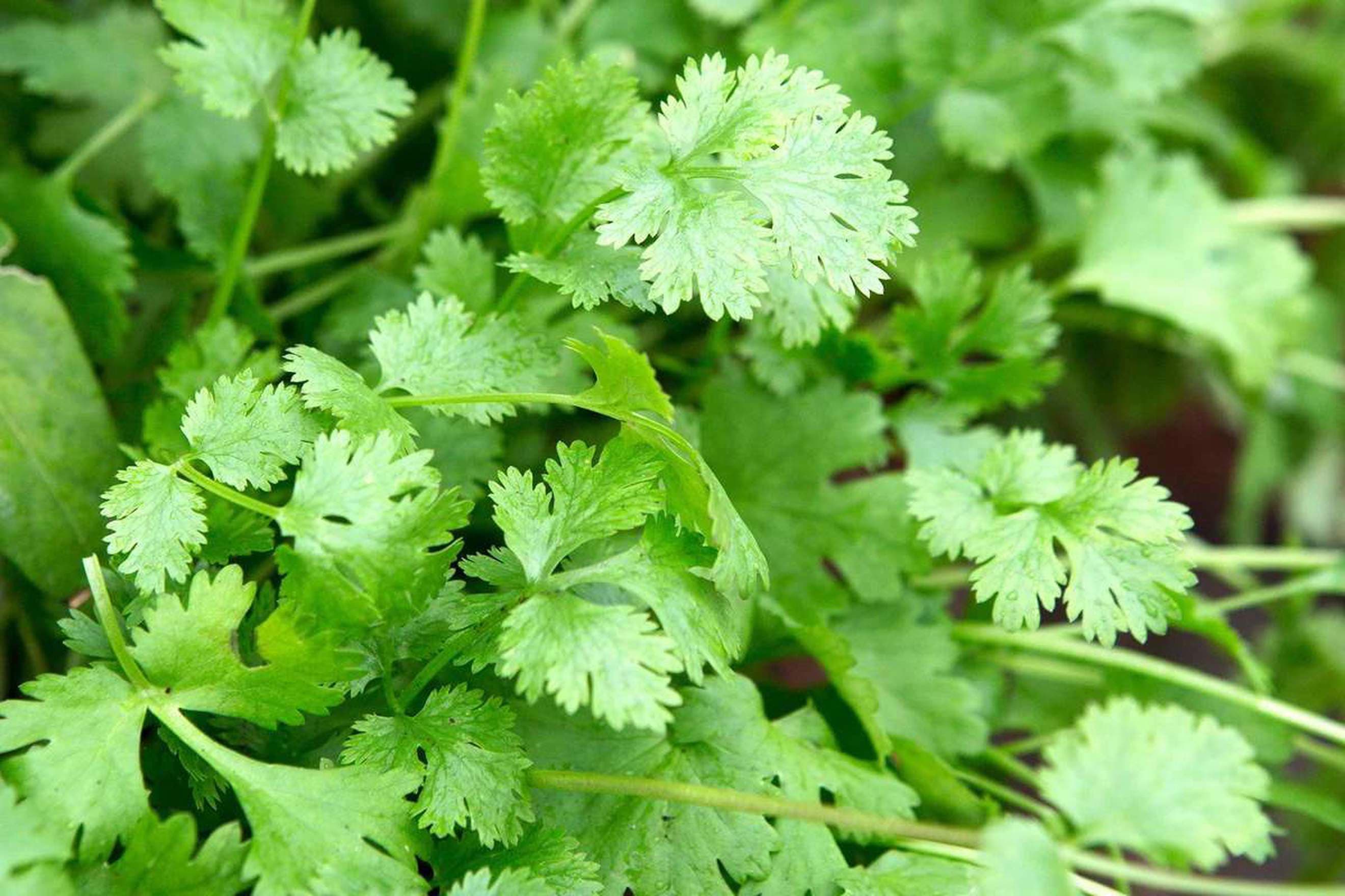 Fresh Coriander