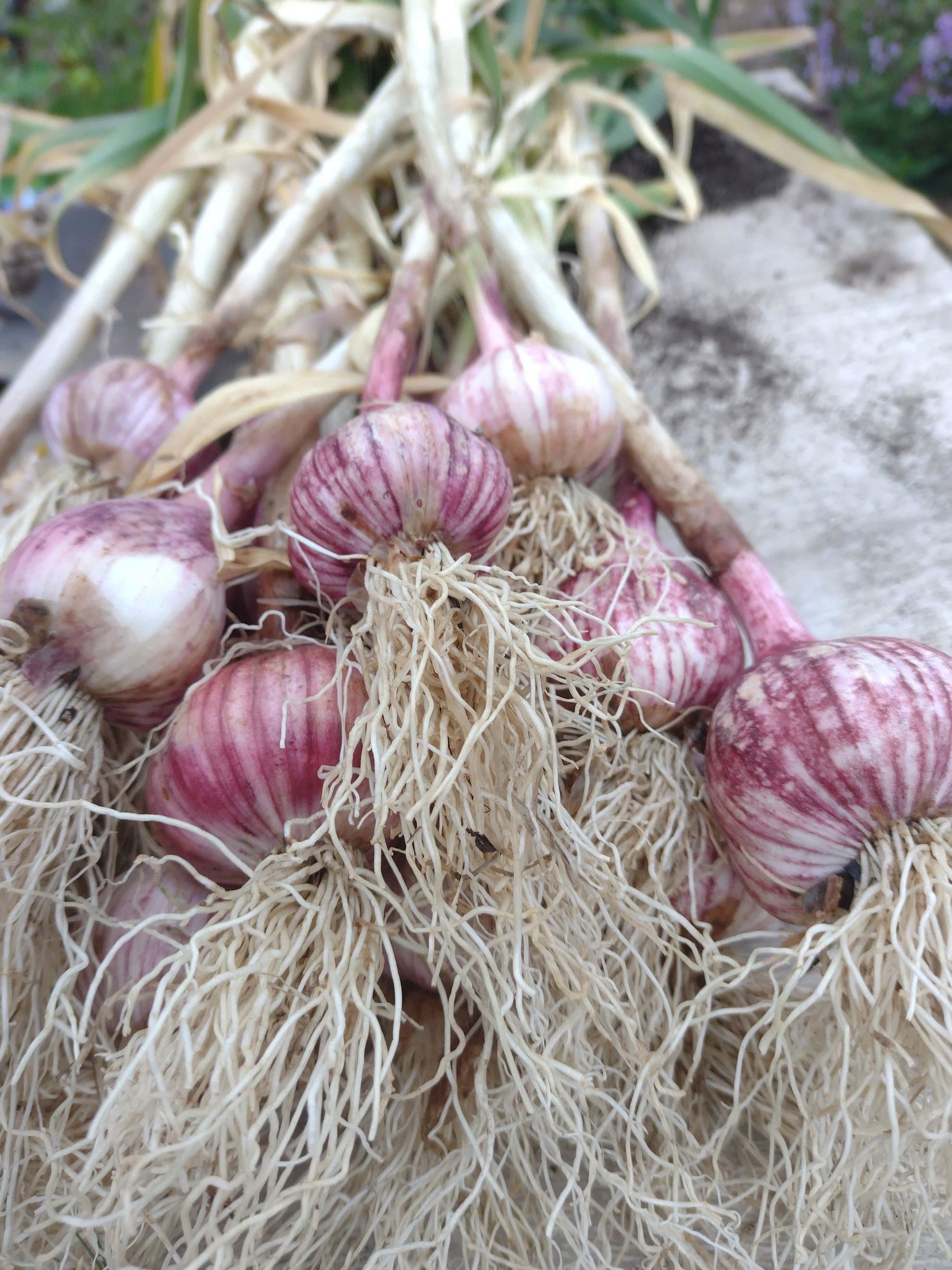 Primor Garlic (Bunch of 3)