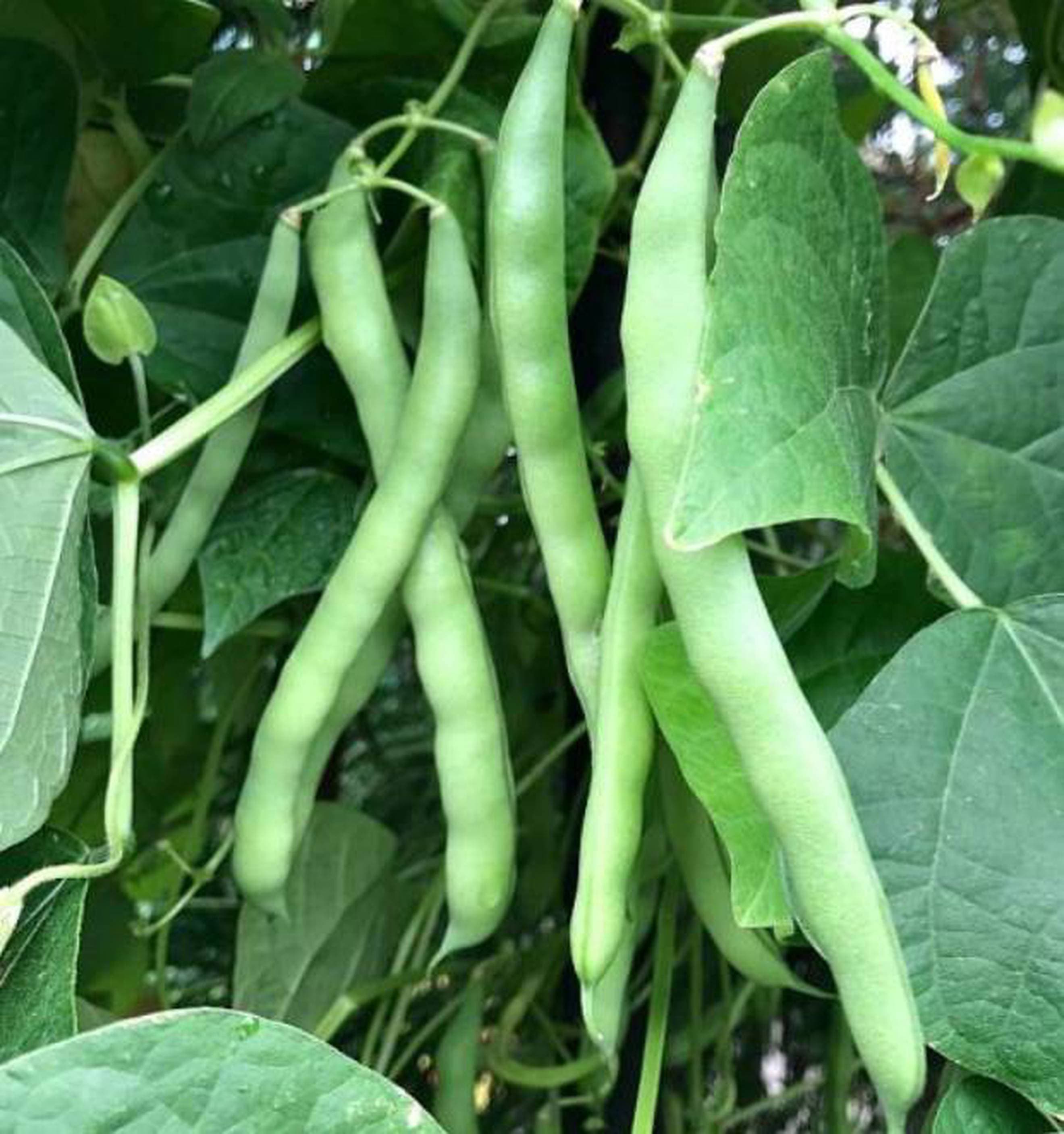French Beans, Blue lake