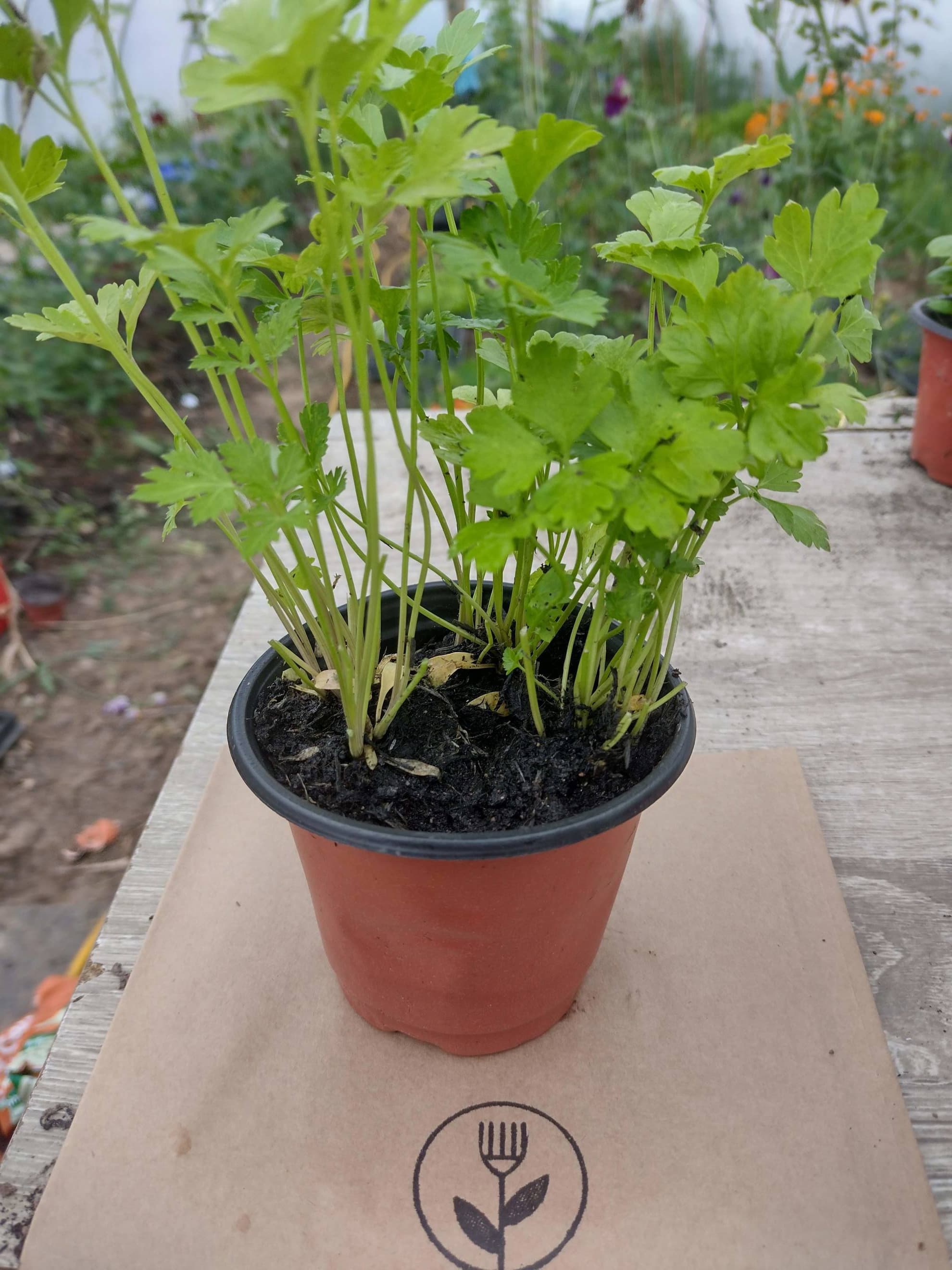 Flat Leaf Parsley in a Pot