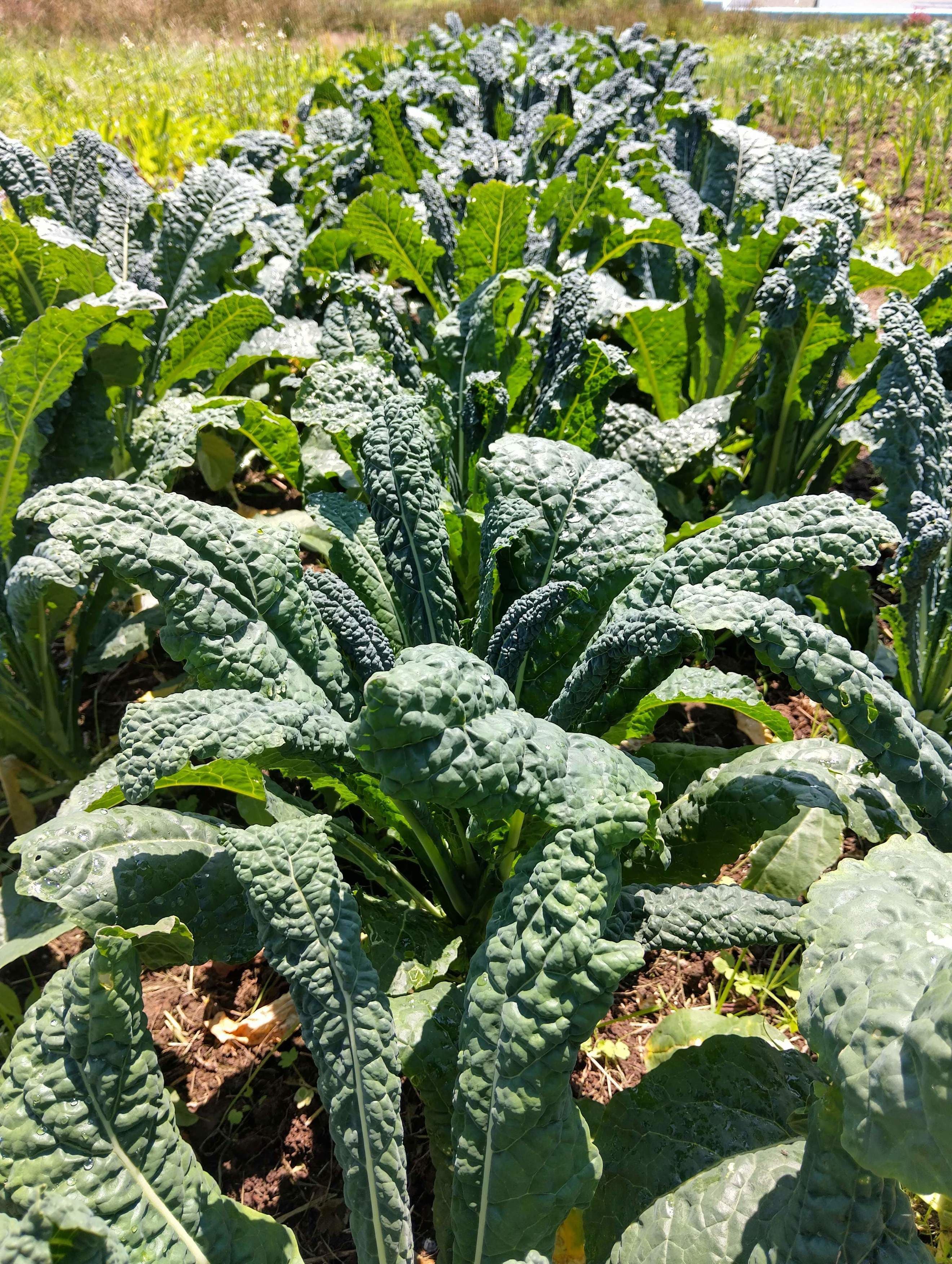 Cavolo Nero