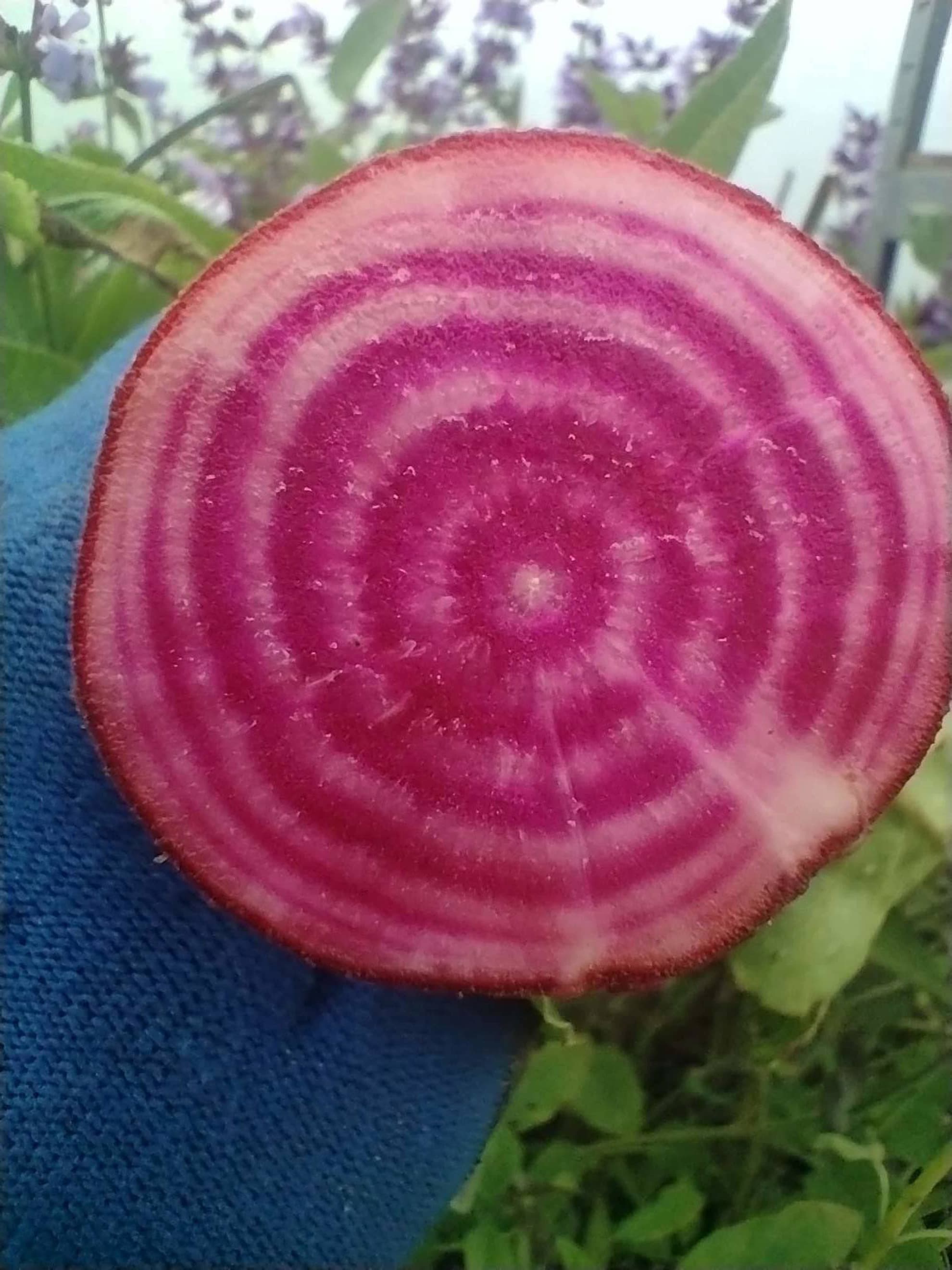 Beetroot ‘Tonda di Chioggia’ (Bunch of 3)