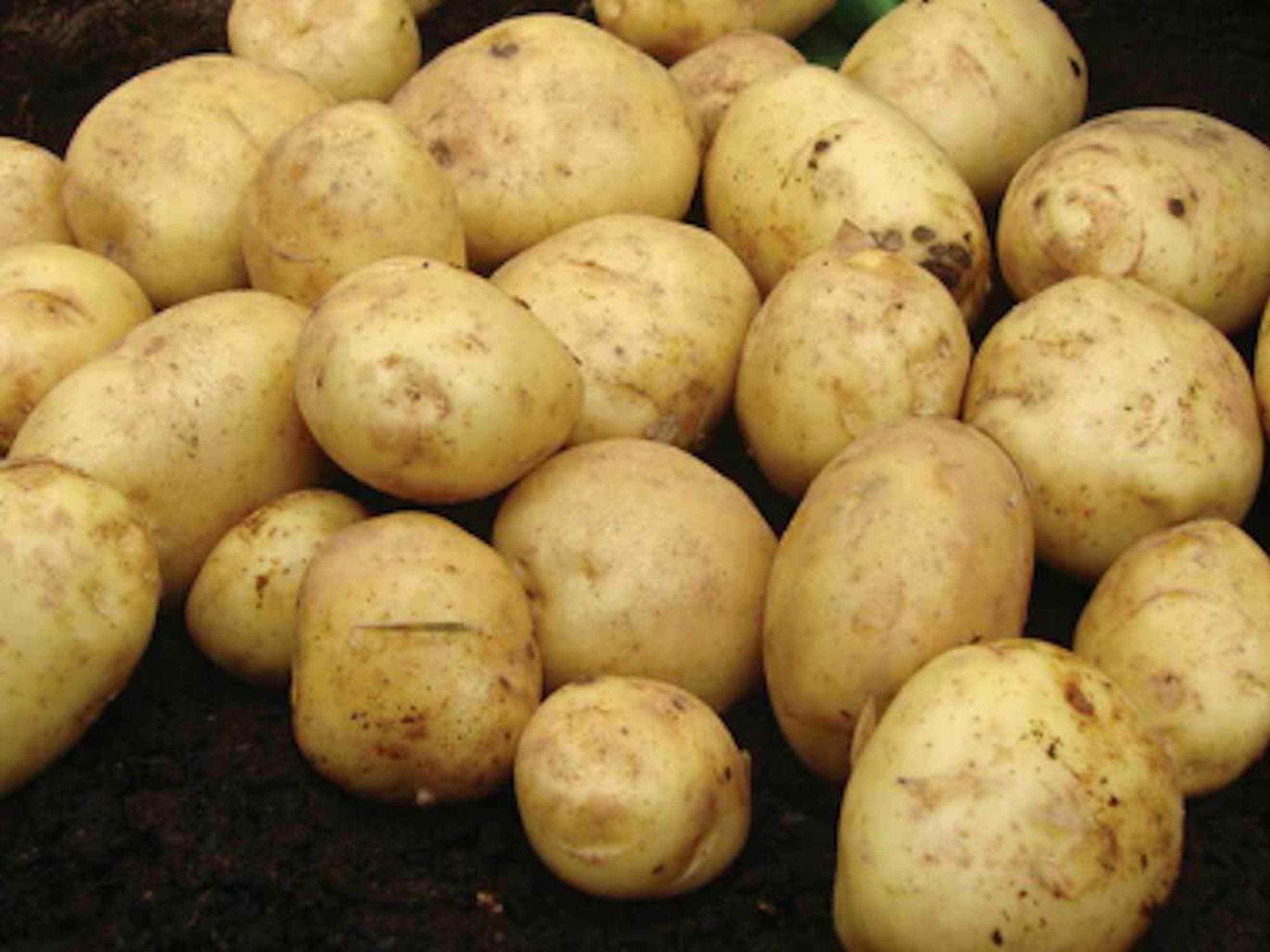 New potatoes Duke of York