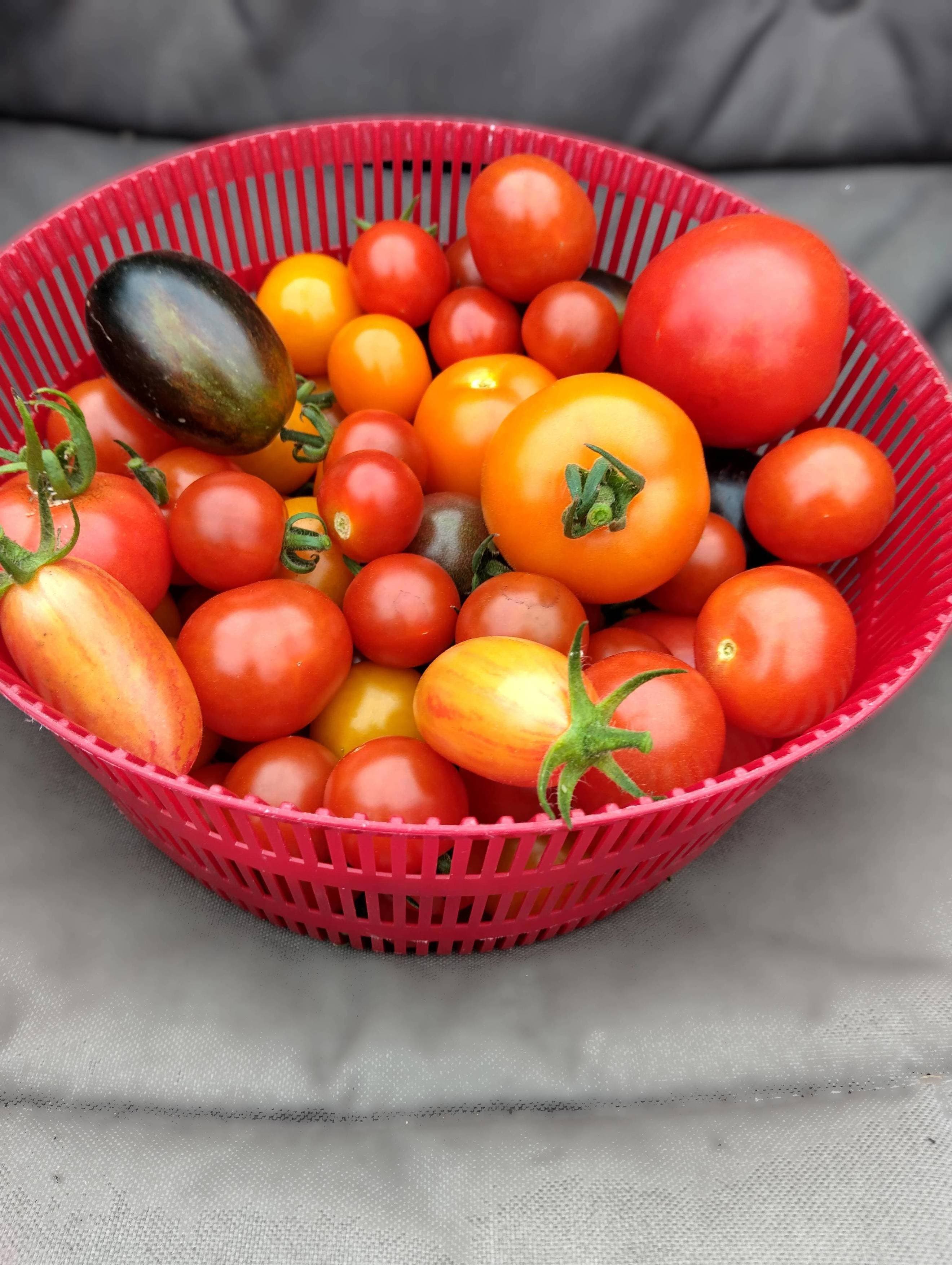 Mixed Heritage Tomatoes