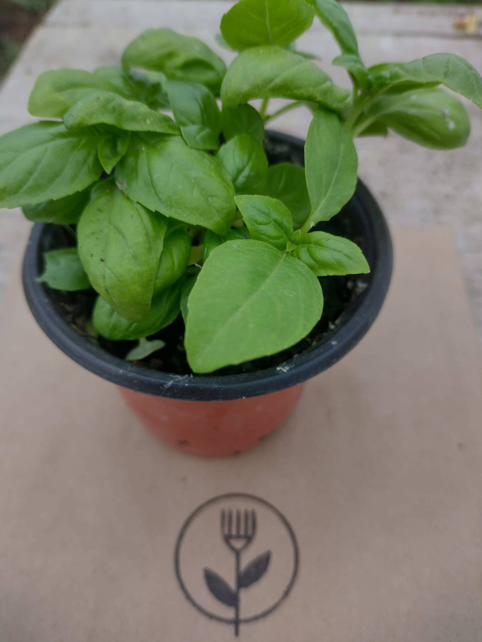 Basil in pot