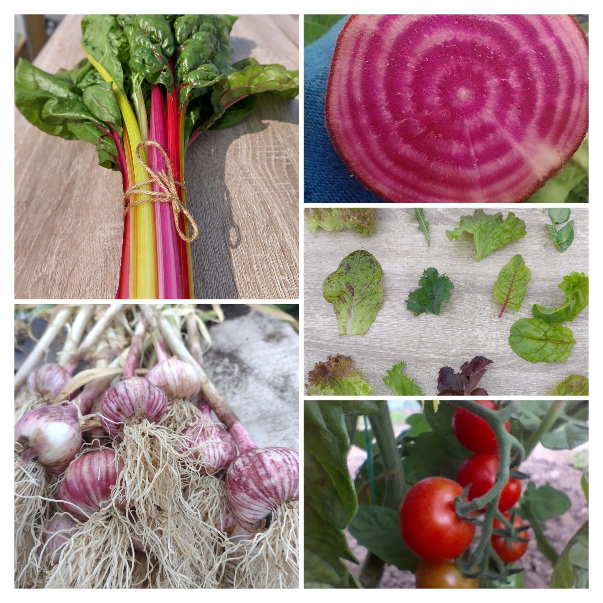 Large Summer Salad & Seasonal Harvest