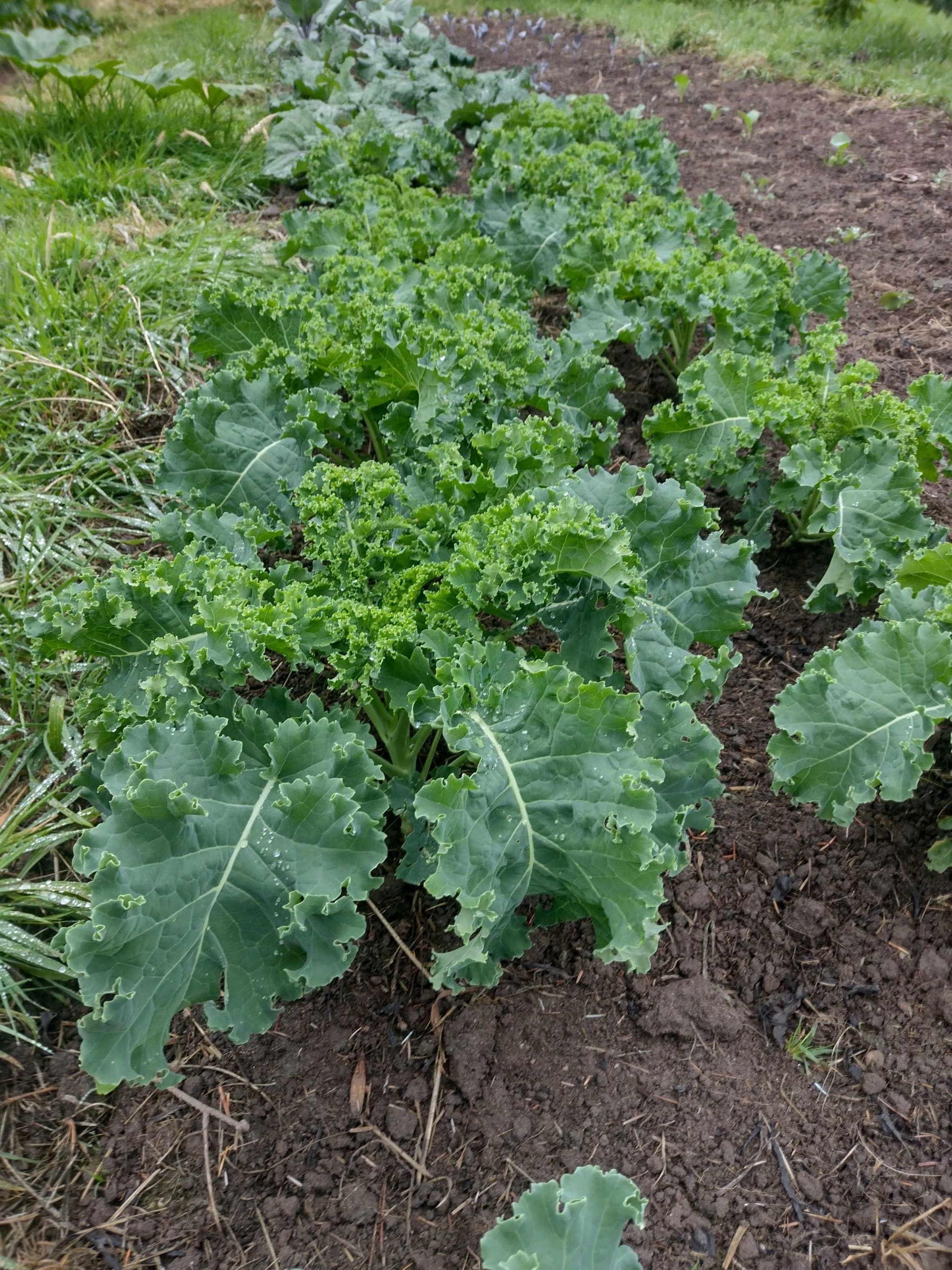 Kale, curly winterbor