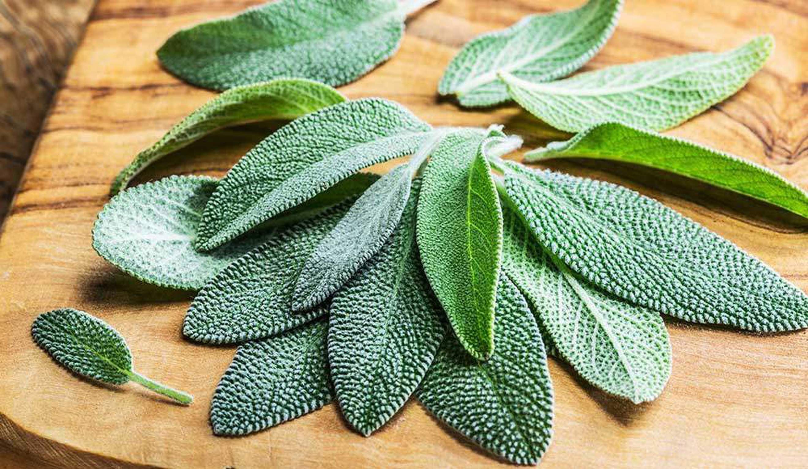 Fresh Sage